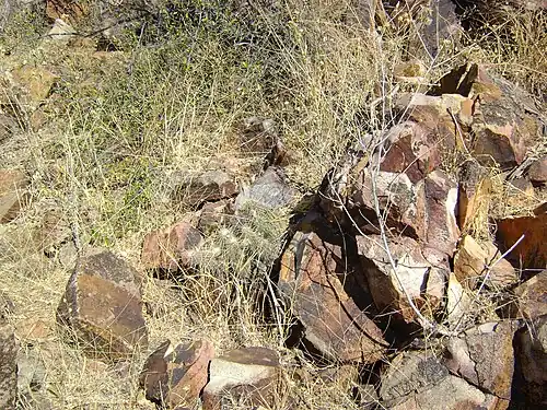 Plants growing in Rio Nazas, Durango