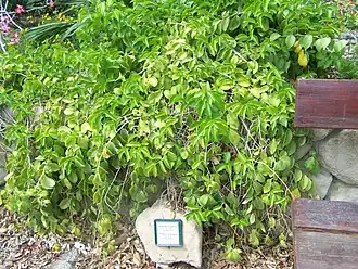 Growing in Ein Gedi Botanical Gardens