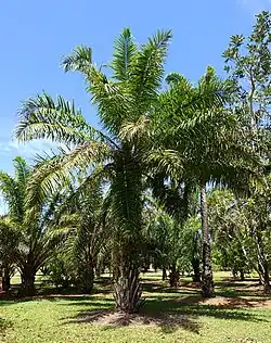 E. guineensis (Africa)