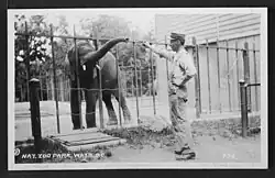 Elephant being fed