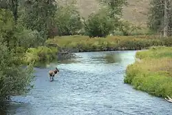 Elk (Cervus canadensis) in a creek