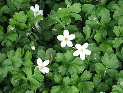 White flowers with five petals each and a yellow-green center, surrounded by green leaves