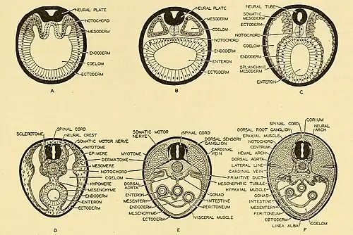 Embryogenesis and ontogenesis in vertebrates