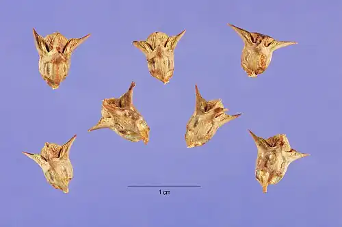 The fruits, most often almost black in colour