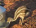Emu chick on Angas Downs Aug 2010