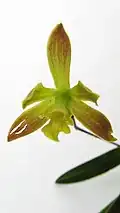 Encyclia bohnkiana flower