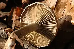 E. undata = Entoloma undatum