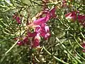 Eremophila alternifolia in the Australian National Botanic Gardens