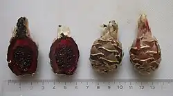 Cactus fruits above a ruler