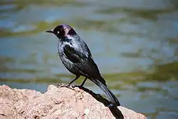 The iridescent purple head of the male is a distinguishing feature.