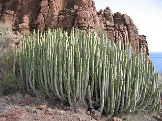 Euphorbia canariensis