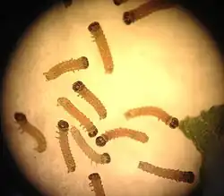 Early instar Euphydryas editha taylori larvae viewed under a dissection scope for observation