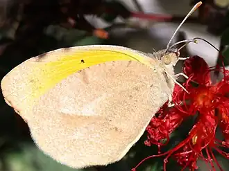 underside (summer form)