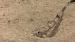 Xeneretmus latifrons