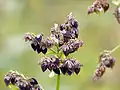 Seed and withered flower of buckwheat