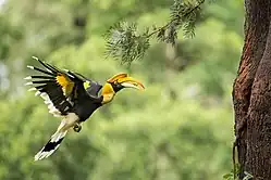 A female carries fruit of Myristica beddomei for her young