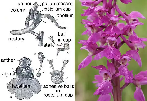 photograph of a spire of purple flowers, and drawing showing the working parts of the flower
