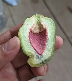 Half cut of Ficus Pumila Syconia