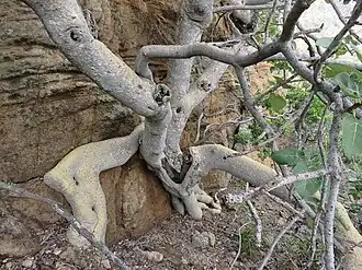 Branches and roots, Magaliesberg