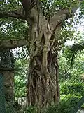 Trunk of Ficus krishnae
