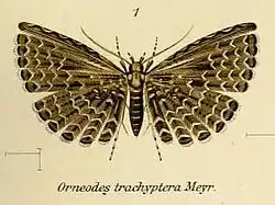 Alucita trachyptera