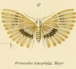 Alucita toxophila