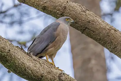Fiji goshawk (Tachyspiza rufitorques) young adult Taveuni.jpg