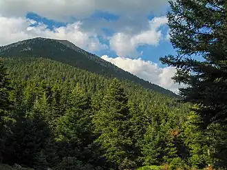A photo taken in the summer of a mountainside of Mainalo. The mountainside is completely covered in a green forest of Greek fir.