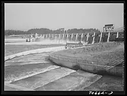 Fish ladders and Bonneville Dam