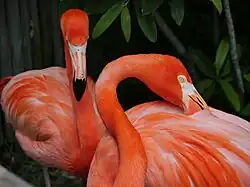 American flamingo (Phoenicopterus ruber)