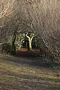 Footpath through woodland, Crickley Hill