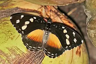 female A. g. galene orange morph Bobiri Forest, Ghana