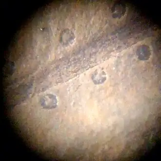 Fossil spores of Pterophyllum fern from Late Triassic, Alborz, Iran