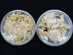 Fusarium oxysporum f.sp. cubense race 1 growing for several days on brown rice