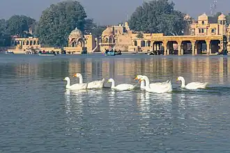 Ducks at Gadisar Lake