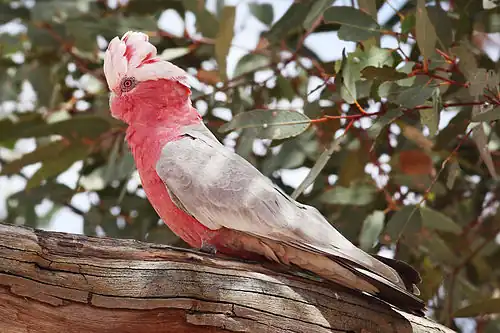 Female (note the reddish iris)