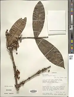 a pressed herbarium specimen with three large, long ovate leaves emerging from a woody stem and small flowers on long stalks emerging from where the leaves meet the stem