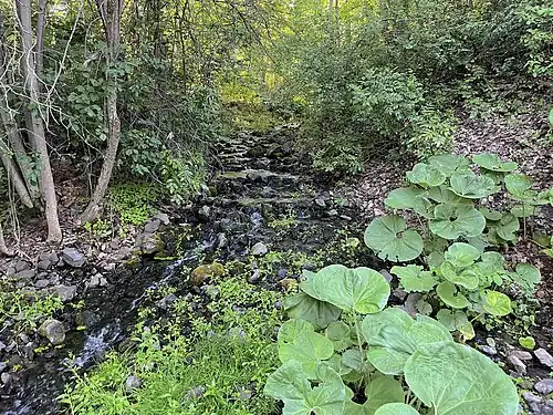 Splitting around a small island at Corey Glen in Finch Arboretum
