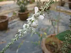 Late instar female on flowers from Chiang Mai Province, Thailand