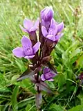 Field gentian near Breitfirst [fr].