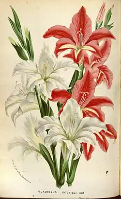 Gladiolus × colvillii
