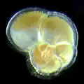 Globorotalia, a genus of forams visible to the naked eye