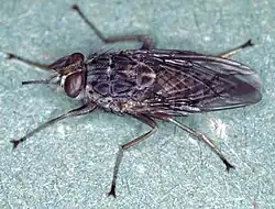 Adult tsetse fly