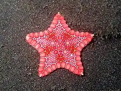 Goniaster tessellatus