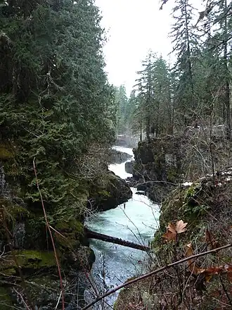 A small river winding through a dark pine tree forest