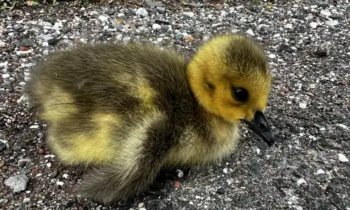 Canadian Gosling