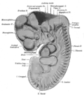 Reconstruction of peripheral nerves of a human embryo of 10.2 mm. (Label for Diencephalon is at left.)