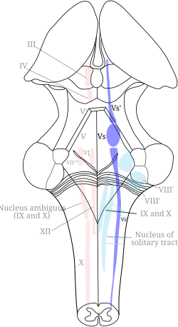 Diagram of the brainstem