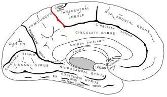 Marginal sulcus. It defines the posterior boundary of the paracentral lobule.