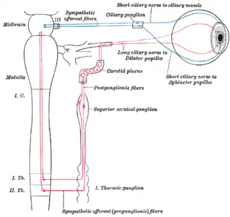 Sympathetic connections of the ciliary and superior cervical ganglia.